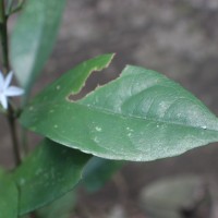 Pseuderanthemum latifolium (Vahl) B.Hansen